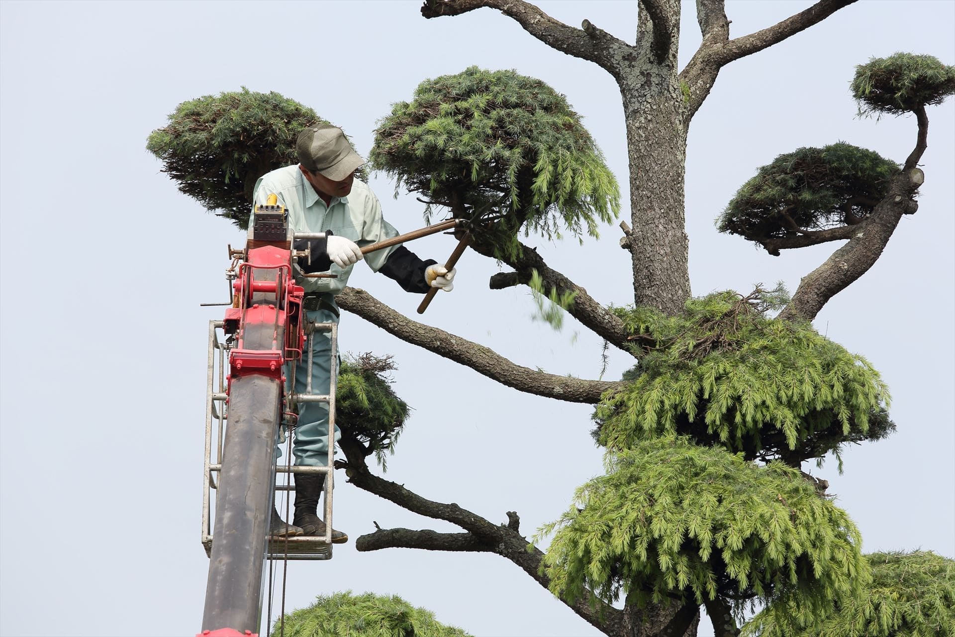植木の手入れに対応 | 東京都世田谷の造園業ならGROVE WORKS